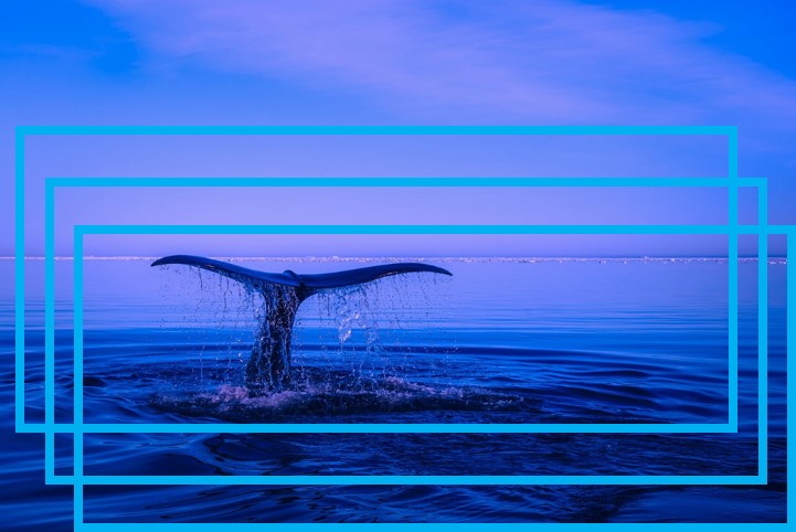 queue-baleine-mer