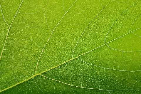 feuille_vert_green_image_pretexte