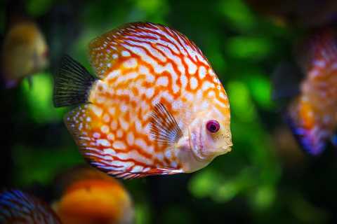 poisson-aquarium-discus-by-geradder