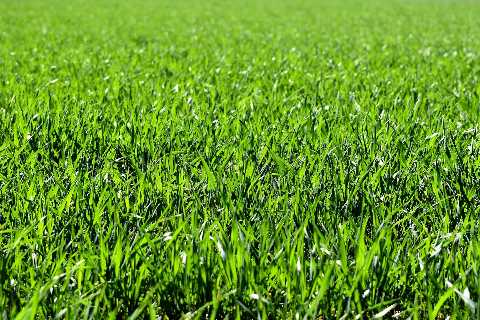 herbe-prairie
