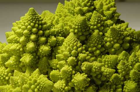 fractale-chou-romanesco