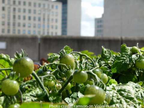 culture-potager-sur-toiture-photo-by-random