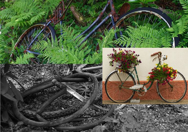 photos-velos-abandonnes-dans-nature-et-velo-fleuri