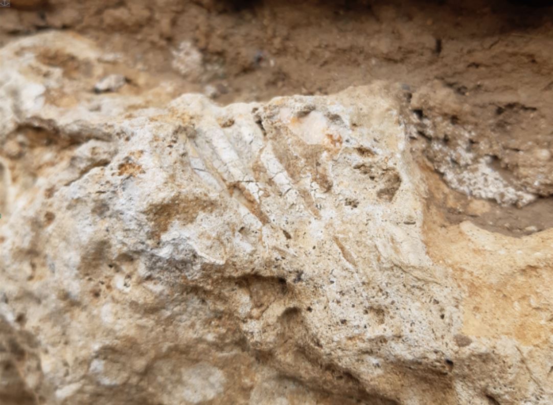 fossile-dans-pierre-calcaire