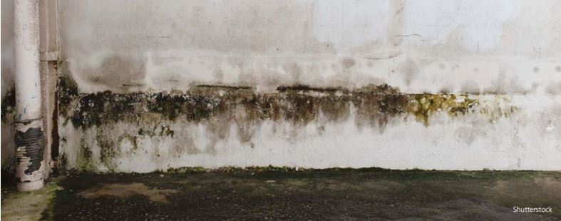 CSTC photo migration sel facade bas mur suite inondation illustration pretexte