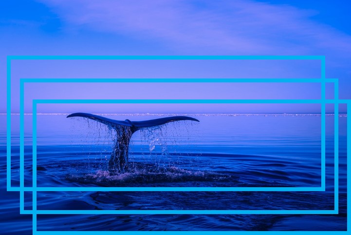 queue-baleine-mer