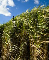 miscanthus_giganteus_by_Pat_Schmitz