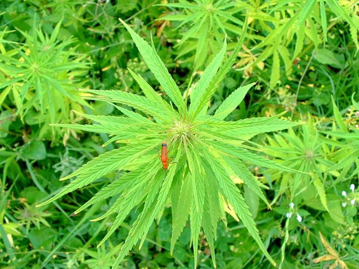 Chanvre_hemp_cannabis_sativa_by_OliBac_France