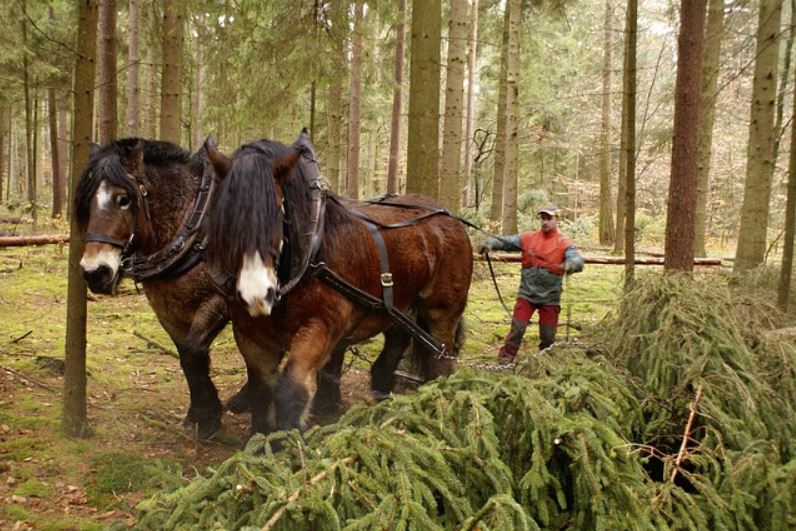 debardage_en_foret_avec_chevaux