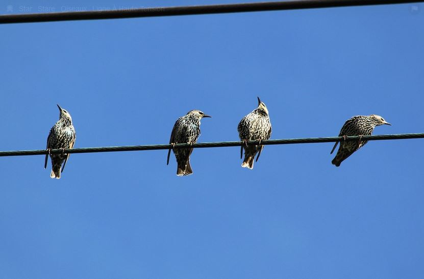 oiseaux_sur_fil_electrique