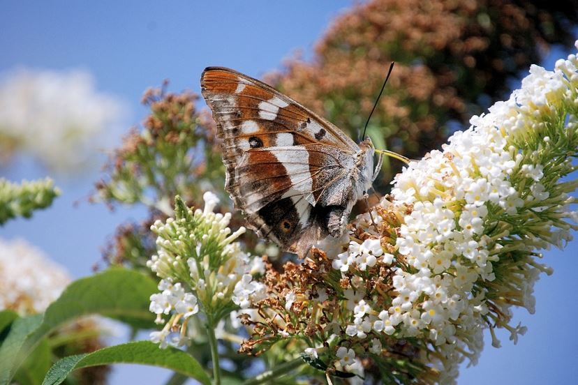 buddleia_plante_invasive